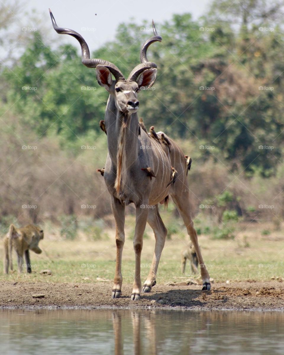 Kudu covered In ox peckers listening to my camera 