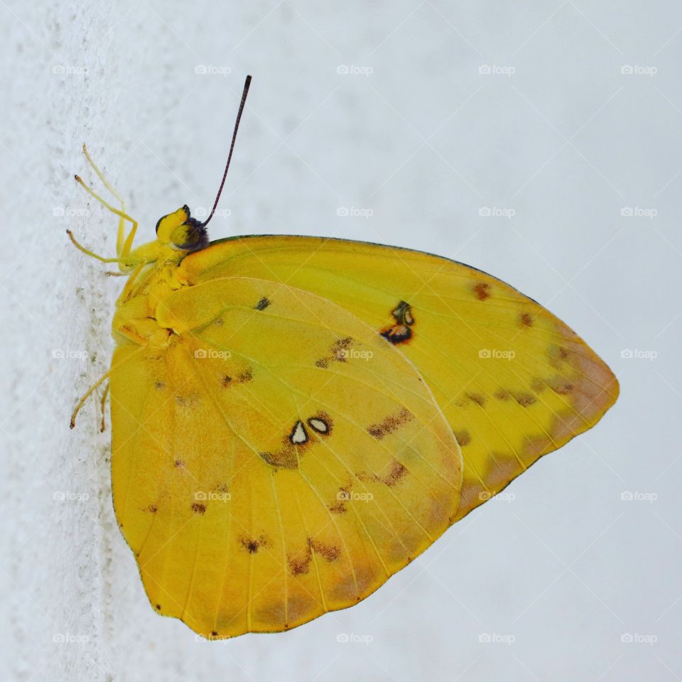 yellow butterfly