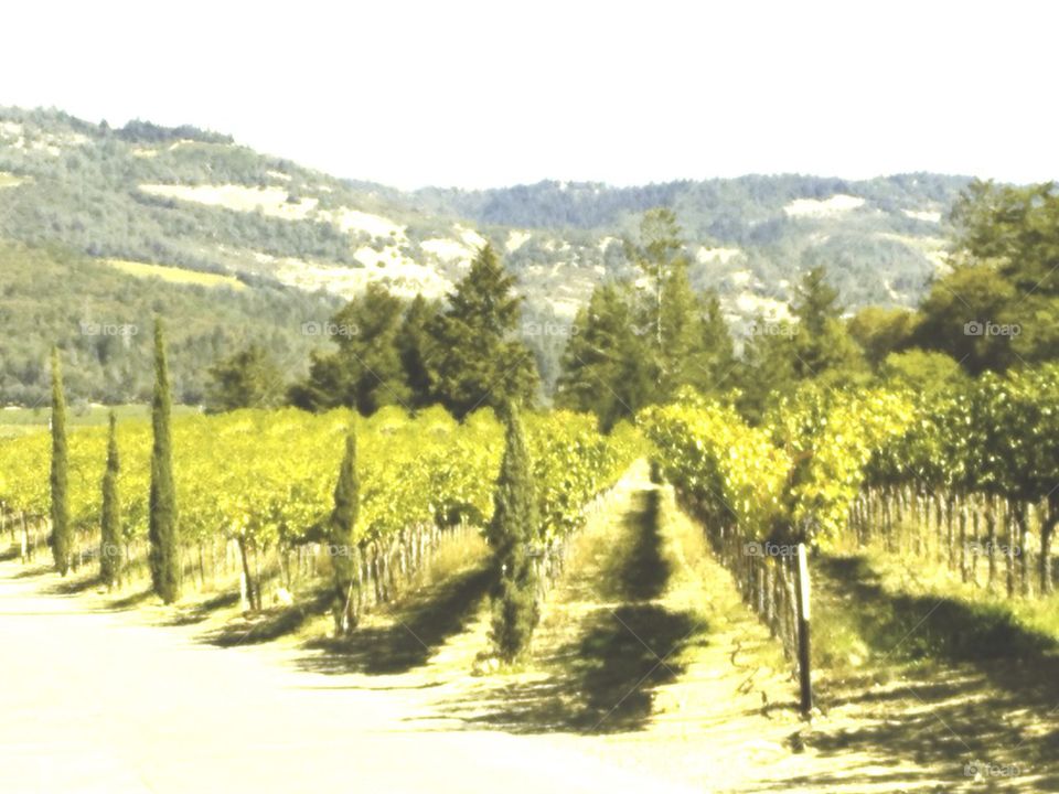 Vineyard in Napa Valley