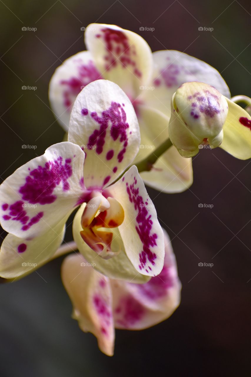 Beautiful orchid with purple spots - so gorgeous