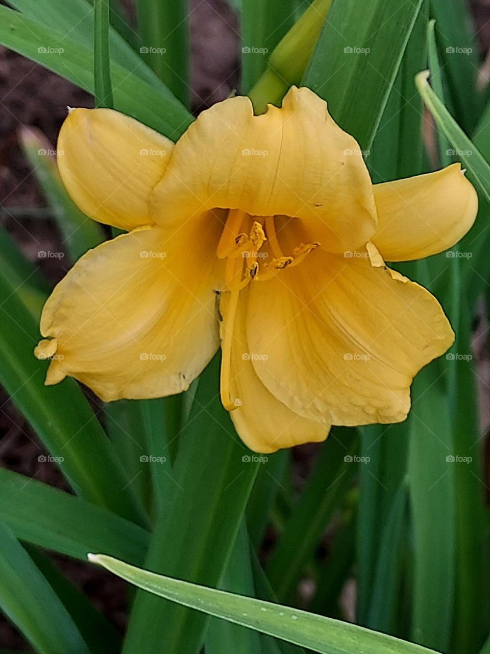 gorgeous yellow day lily