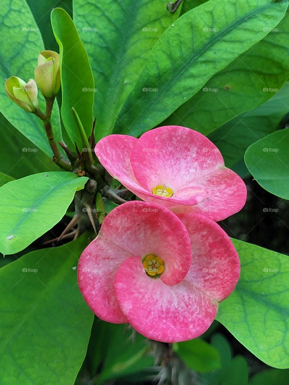 planta denominada corona de cristo