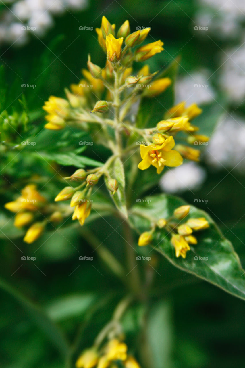 Wild yellow flowers 