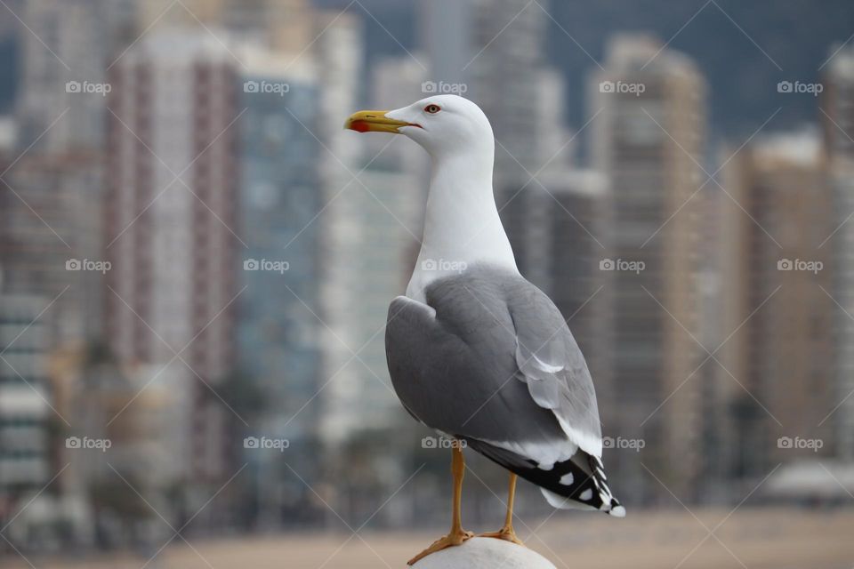 Albatross