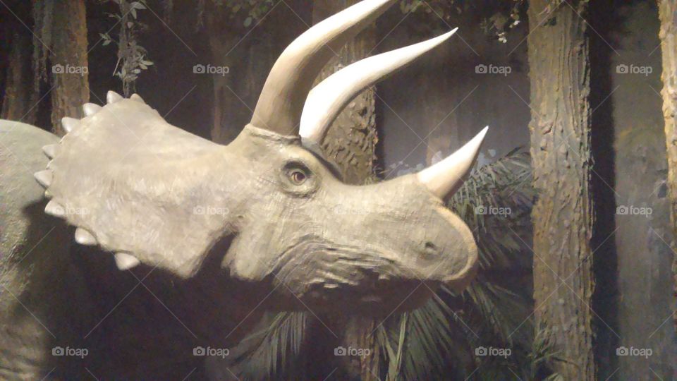 Triceratop at dinosaur park