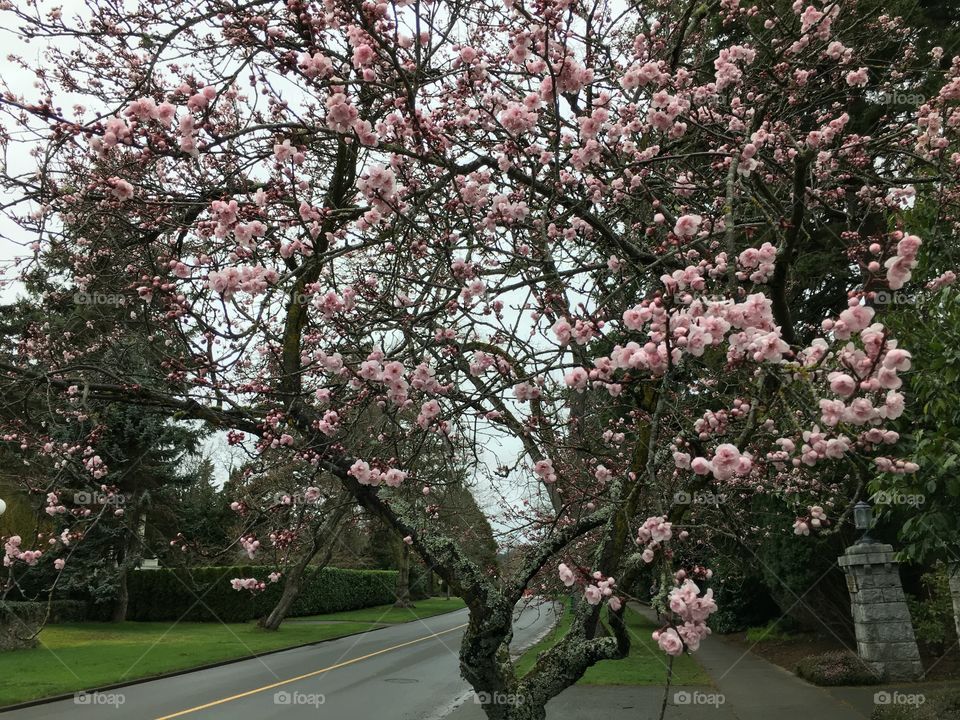 Japanese cherry tree