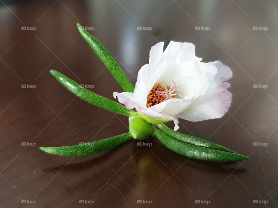 my beautiful Portulaca grandiflora