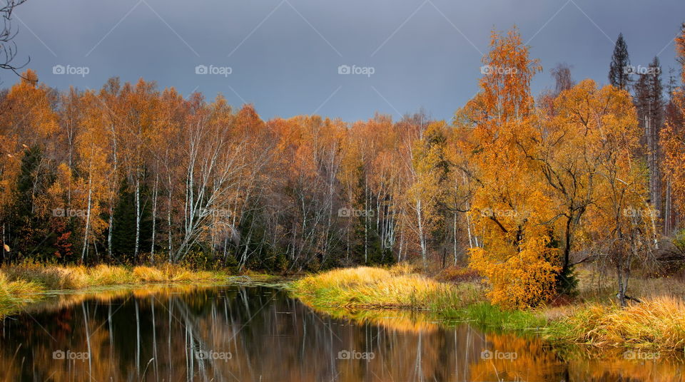 Autumn landscapes with forest and pond