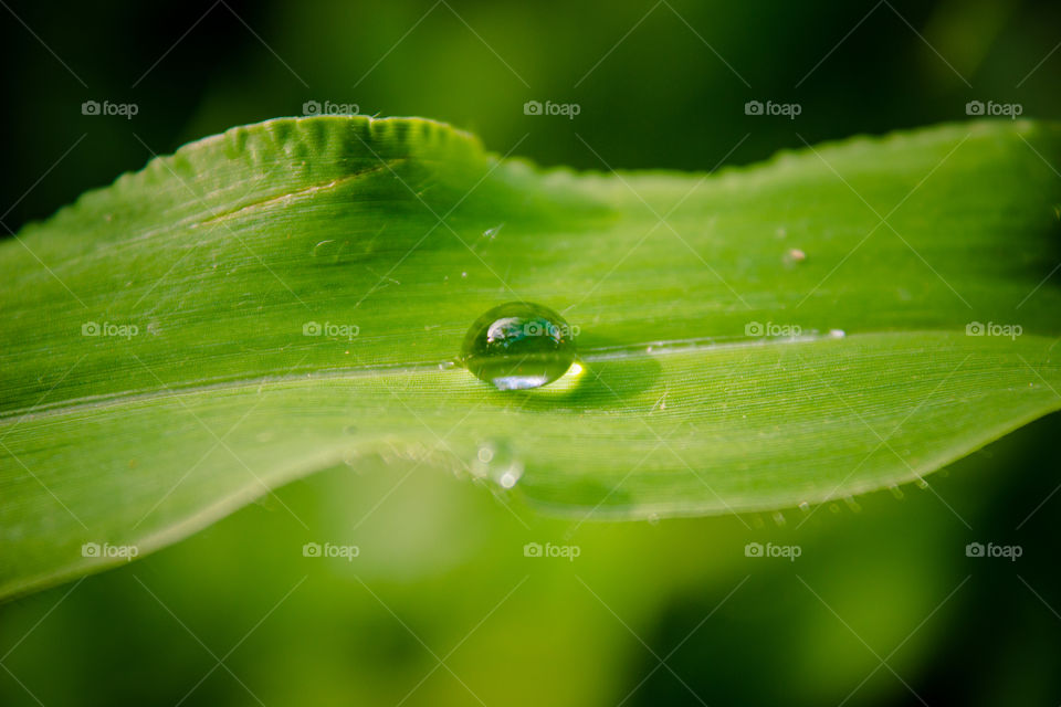 water droplet on a blade of grass