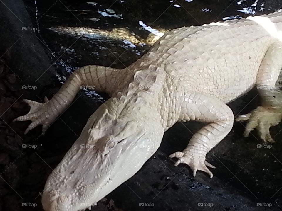 Albino Alligator