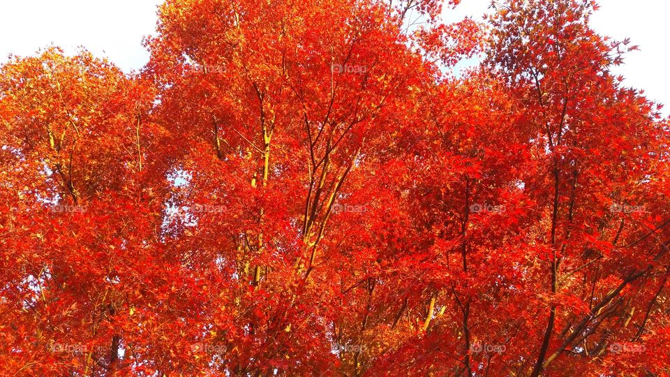 Autumn leaves in sunset