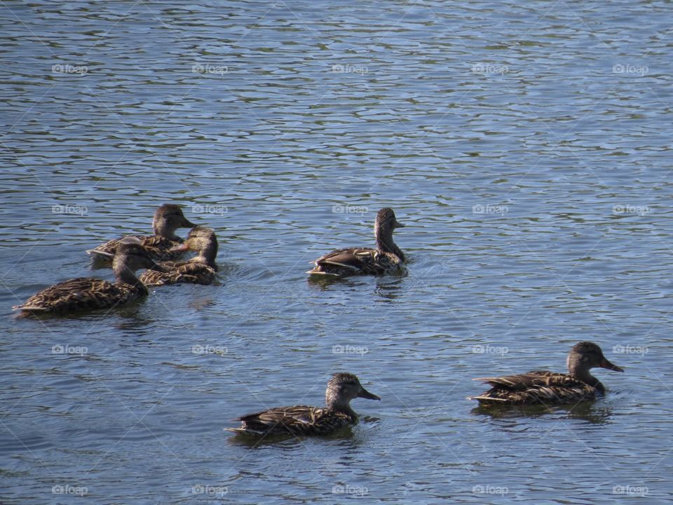 A group of female ducks