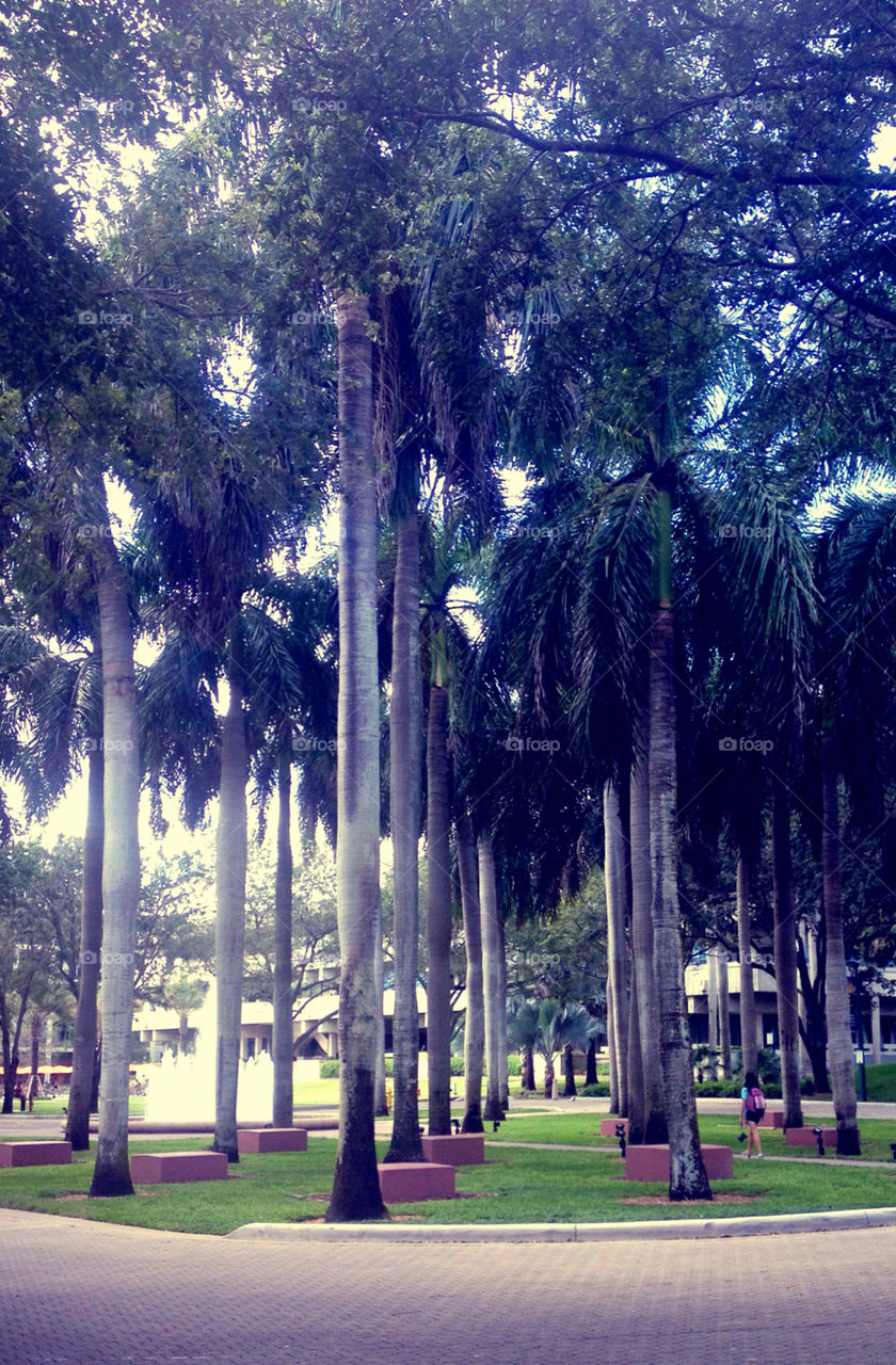 university of miami palm trees umiami fall in miami by r.epstein