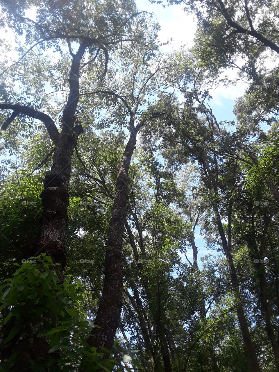 Sky and Trees