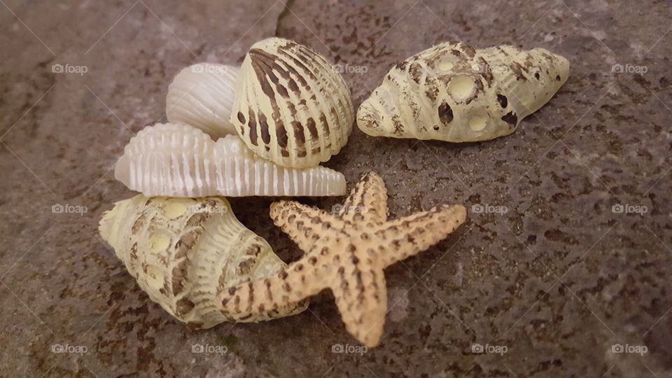 shells