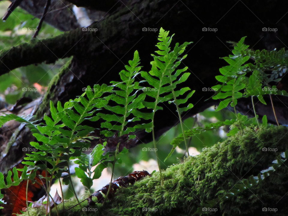 Close-up of small fern plant