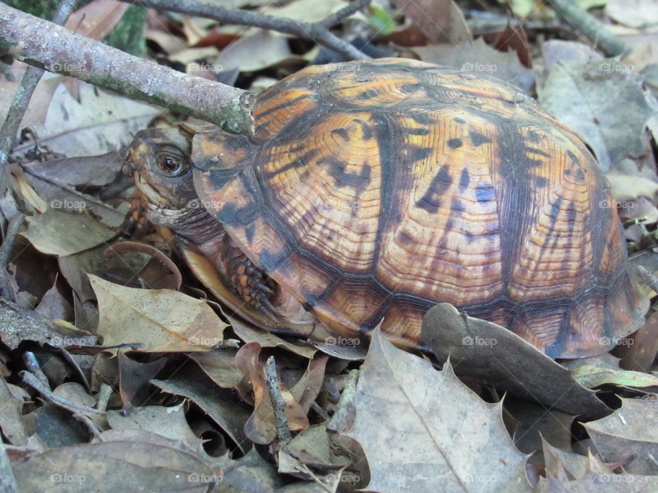 Eastern box turtle