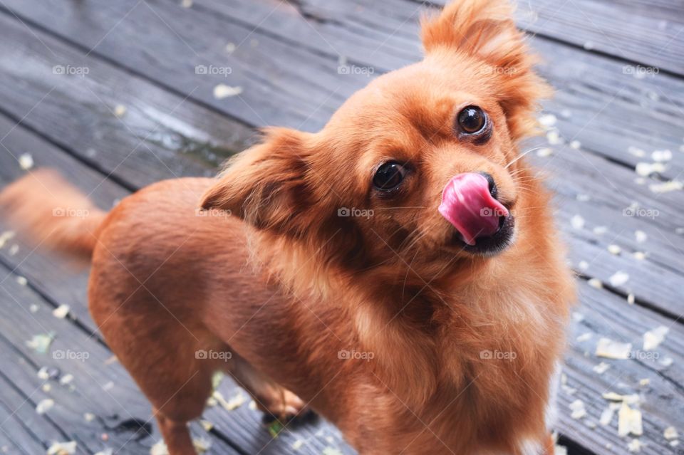 Chihuahua licks 