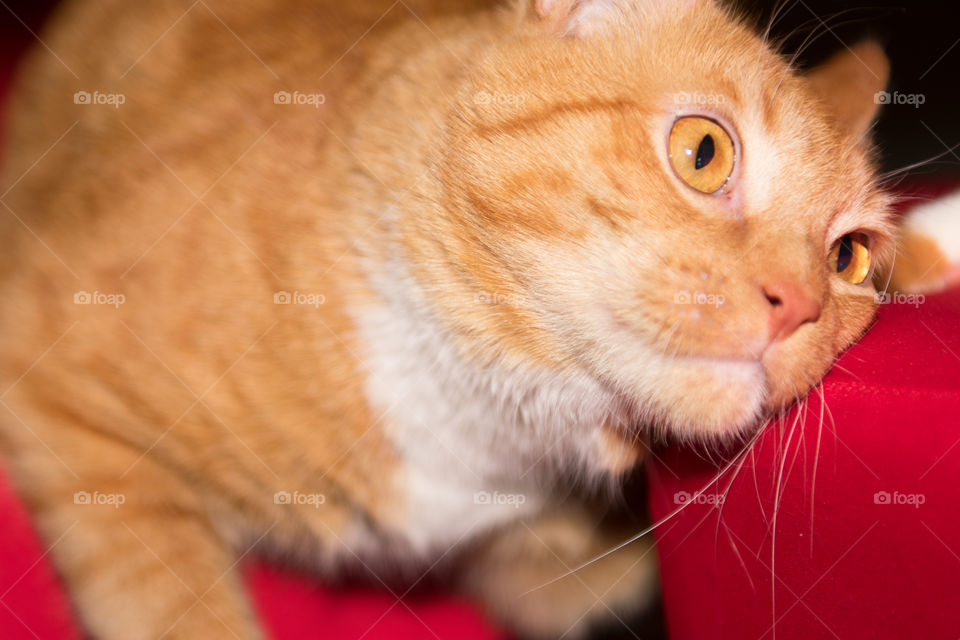 Manic, crepuscular ginger kitty takes a breather between two red chairs.