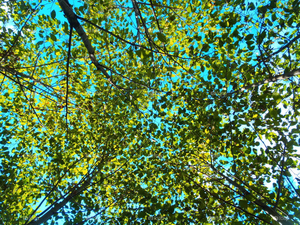 Looking up into alder tree canopy 