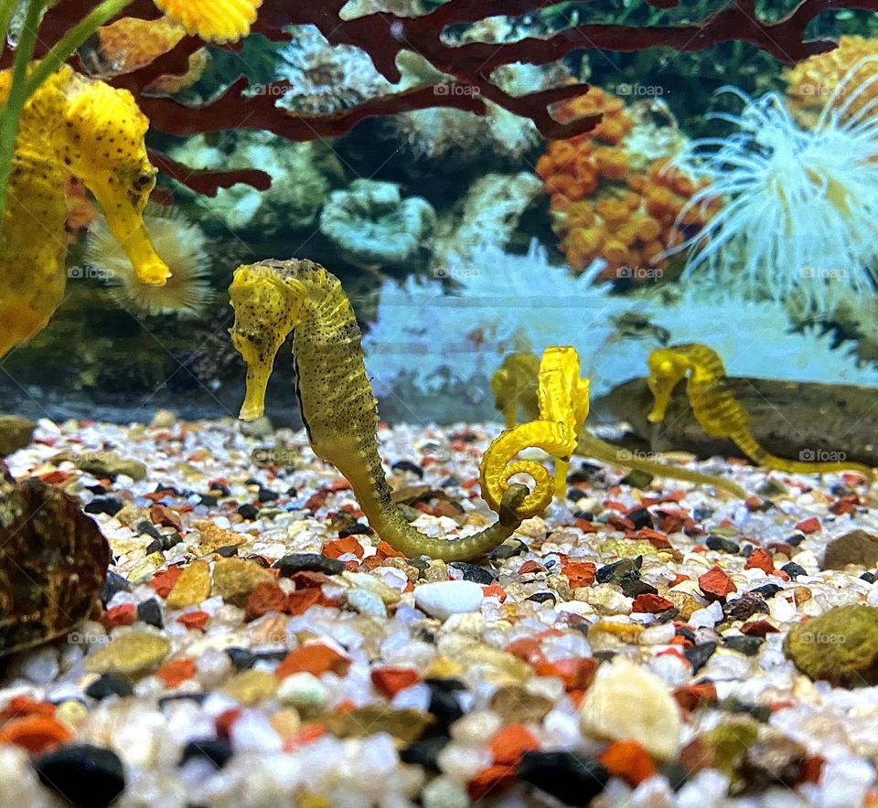 Seahorses holding eachother