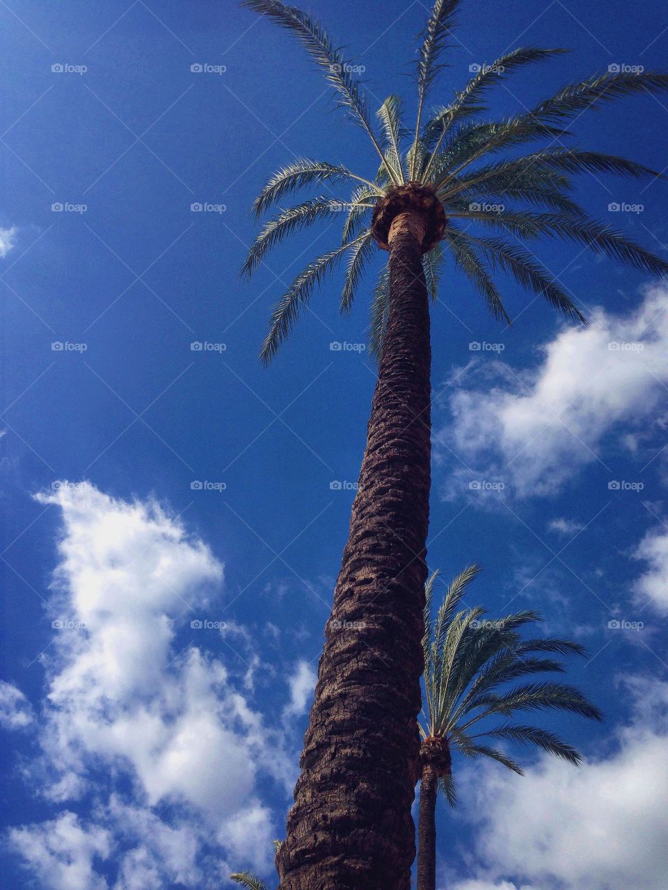 A day with the palms