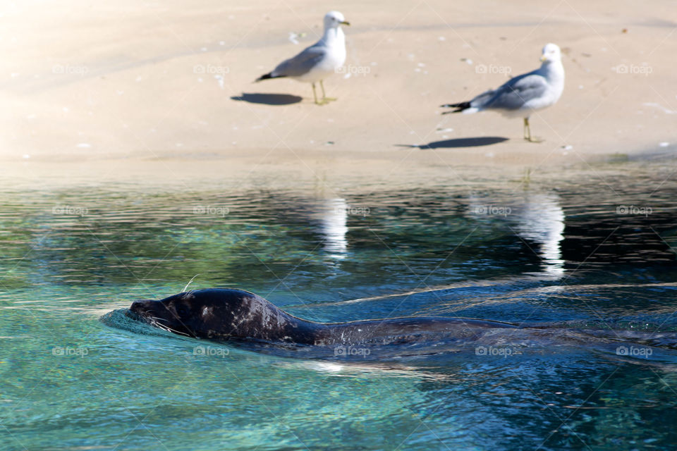 Seagulls & Seal 