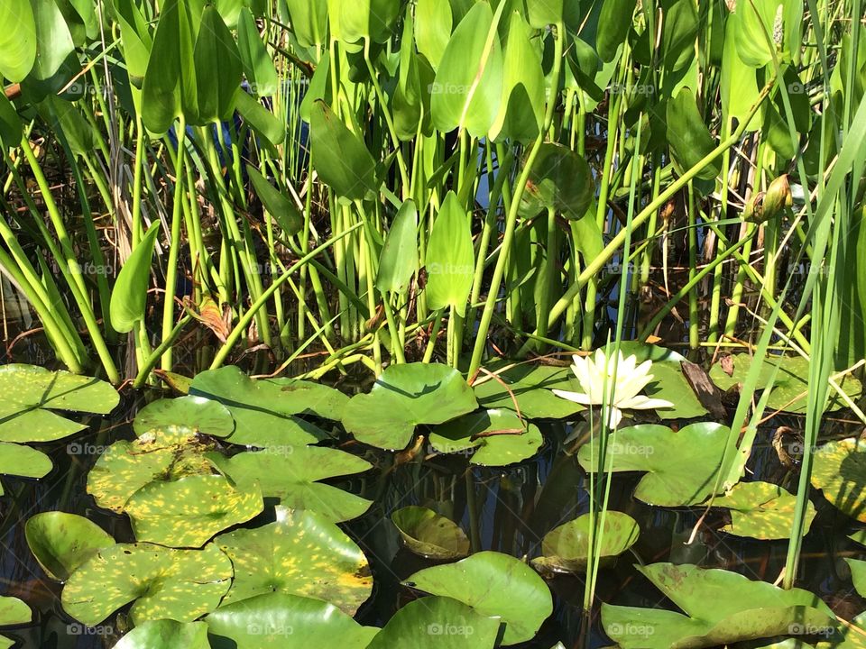 Lily pond