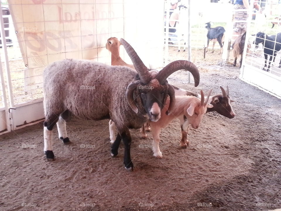 Salem Fair petting zoo