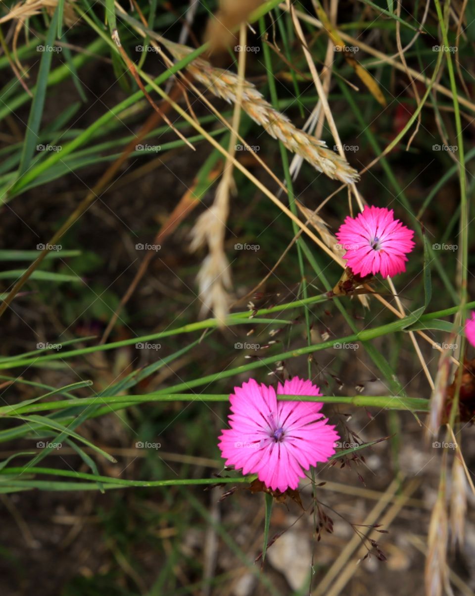 Small wild flower