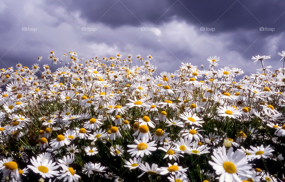 Chamomile flowers.