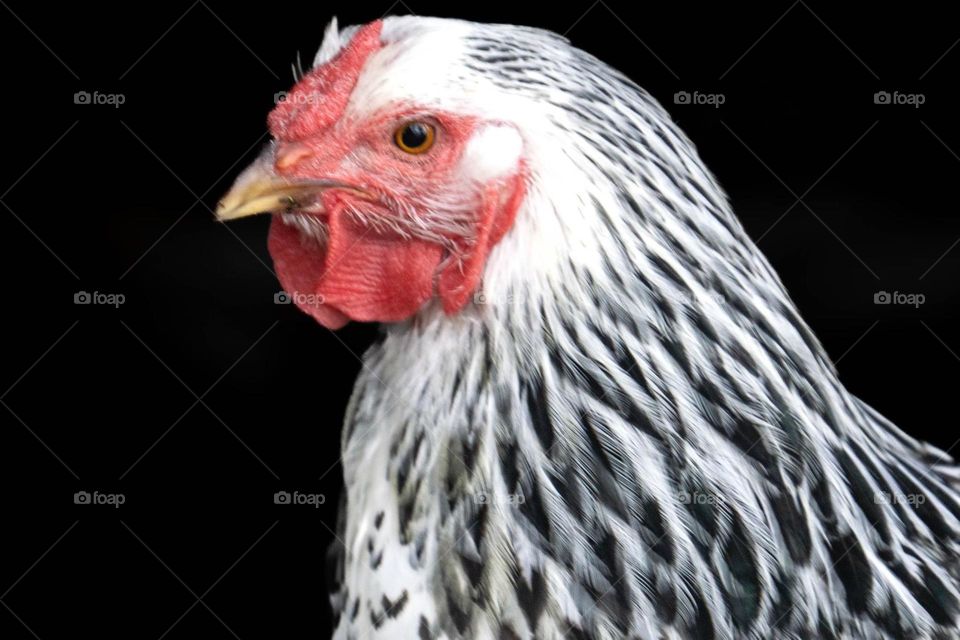 My Pet Chicken