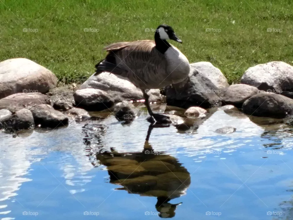 Canadian Reflection