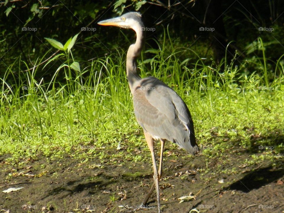 My Blue Heron