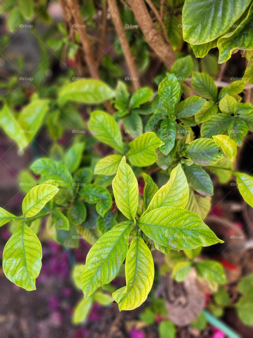 serie móvil de plantas