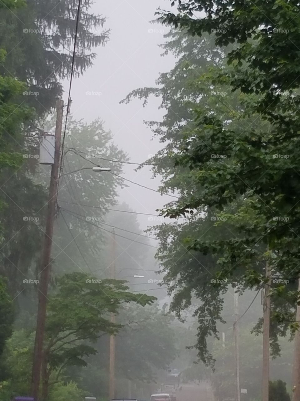 Foggy morning