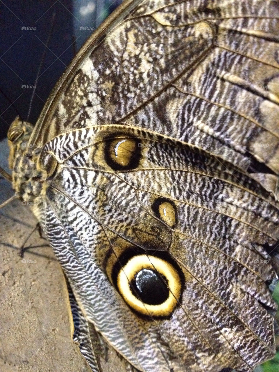 nature pattern butterfly eye by traveldaz
