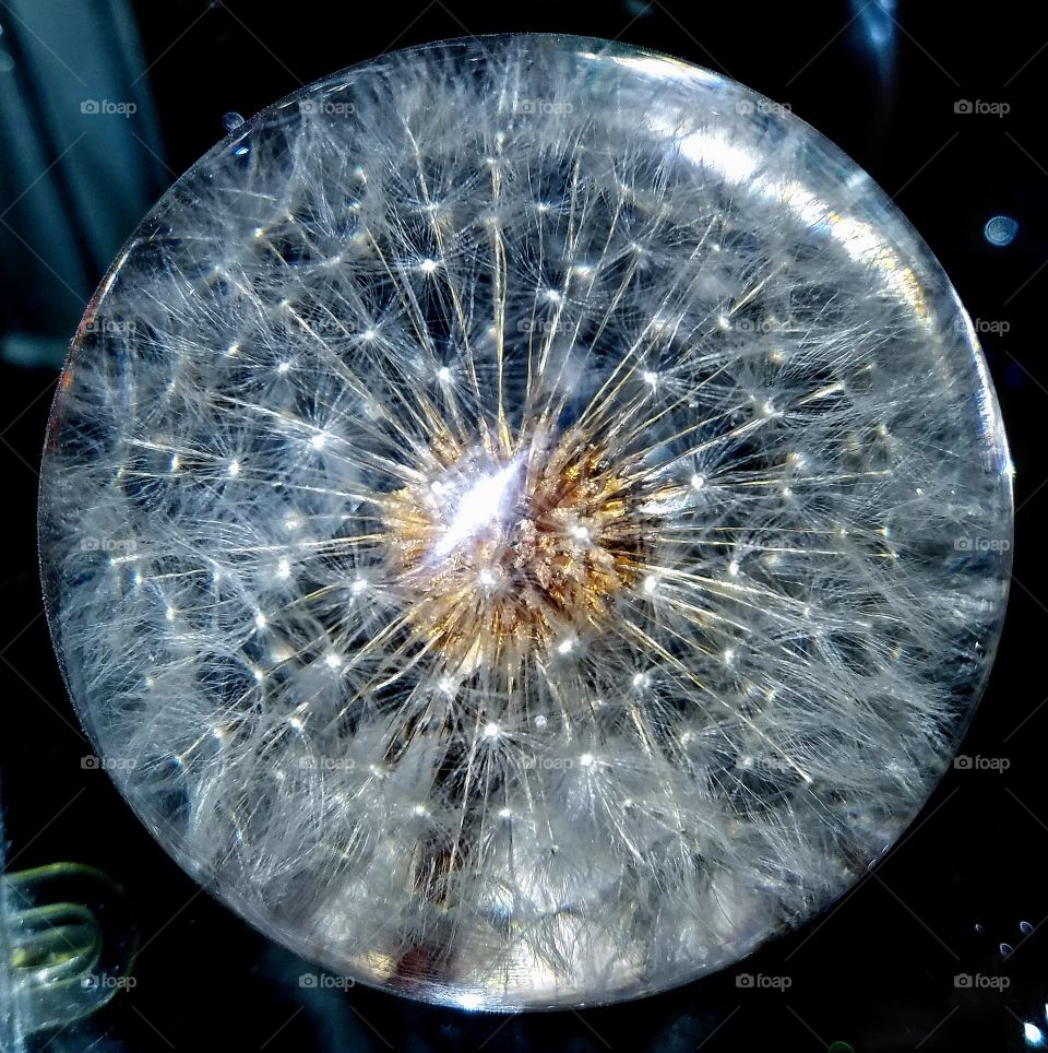This is a close up on a vintage paperweight from my grandfather's collection. It's a real Dandelion flower preserved inside a hand blown glass dome & was made in England.