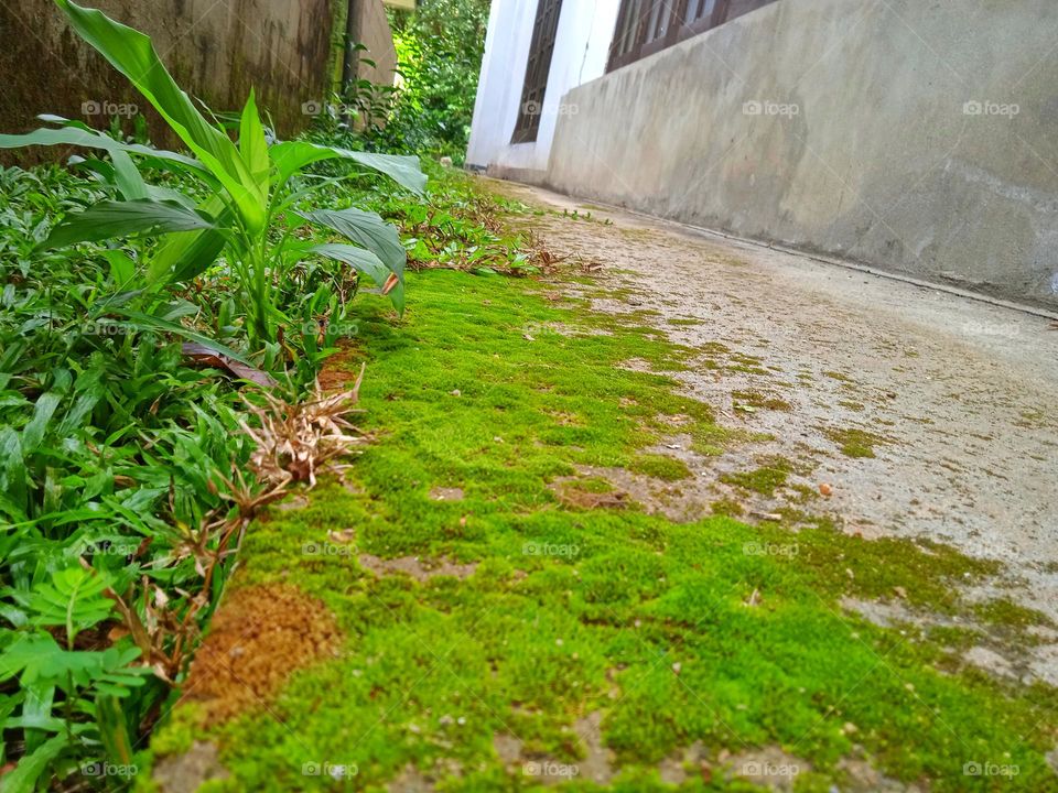 Green over concrete