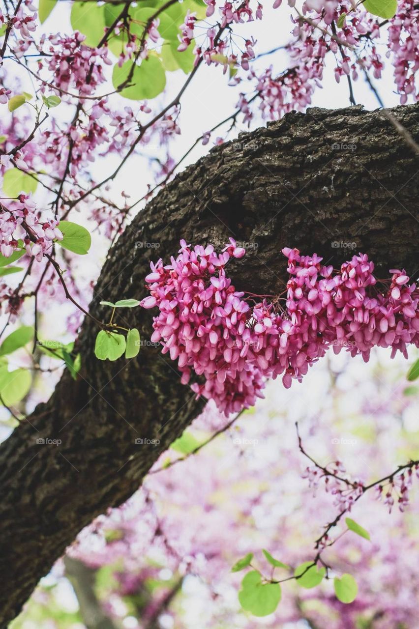 tree flowers spring