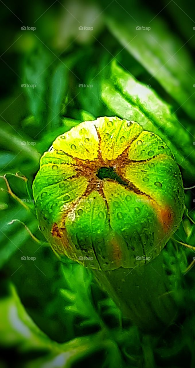 In this photo I captured a beautiful macro blooming marigold flower, macro photography, beauty of nature