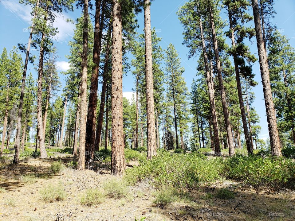 Towering over manzanita bushes in the Deschutes National Forest in Central Oregon are beautiful ponderosa pine trees on a sunny summer day 