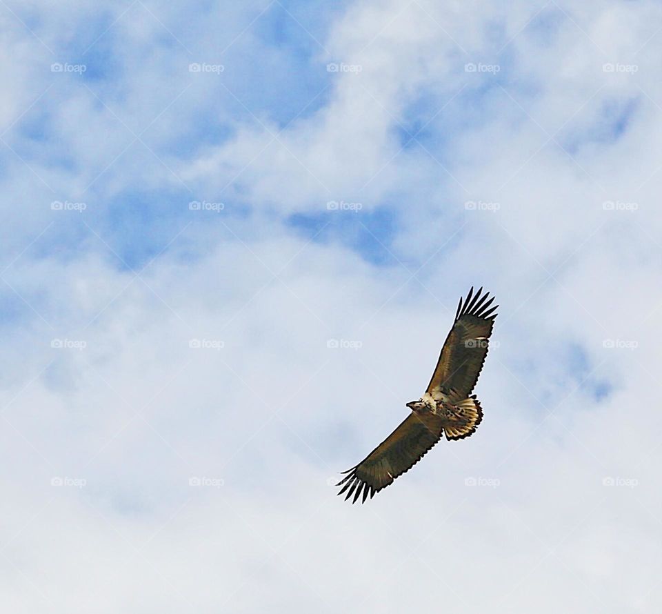 Flying eagle above Africa 