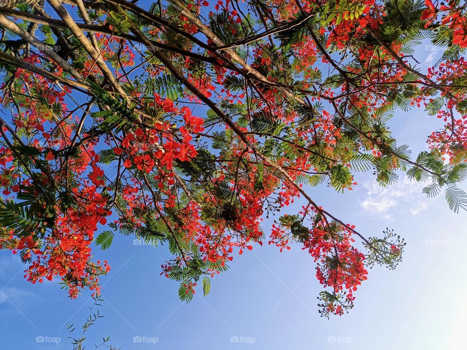 Phoenix flowers blossoming on blue sky background looking up view.Pelonix regia, royal poinciana, flamboyant,flame of the forest or flame tree.Colors of spring.