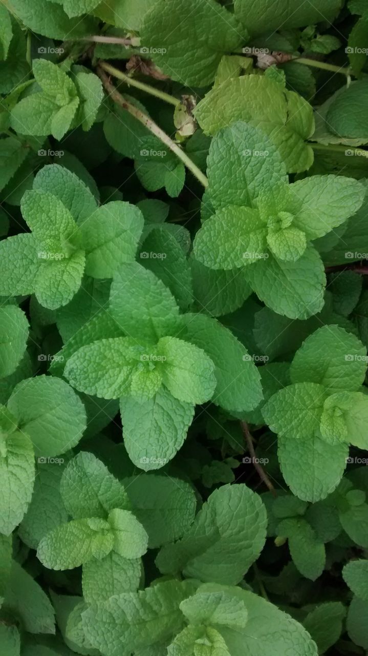 mint. This is meant that we have in the flower bed at the back door to keep ants in my side of the house and it works great .