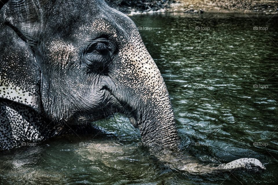 Close up Asian elephant head whilst bathing . Close up Asian elephant head whilst bathing 