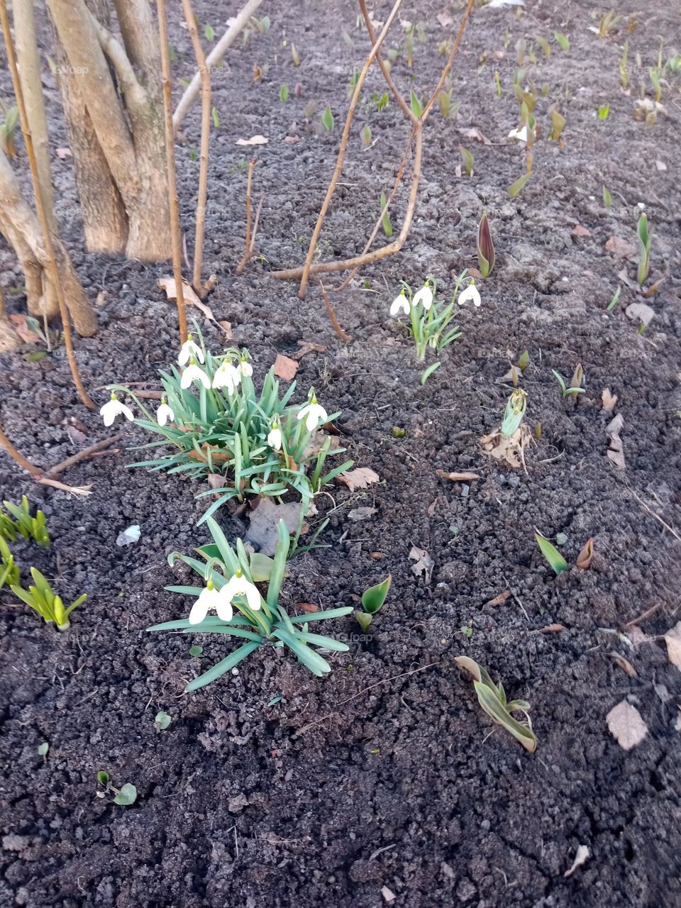 first spring flowers