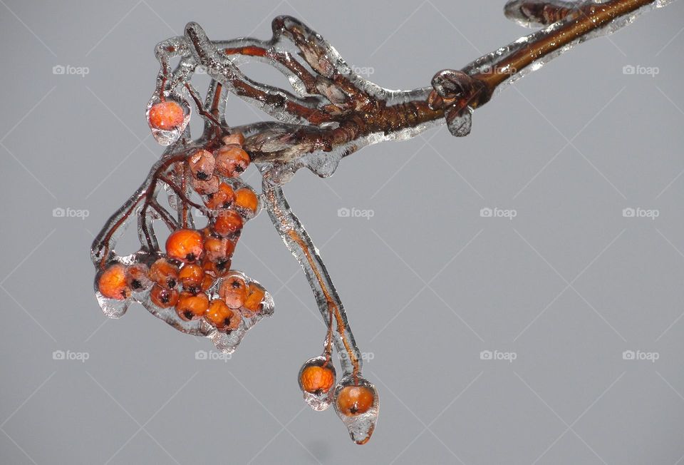 Icy branch of rowan