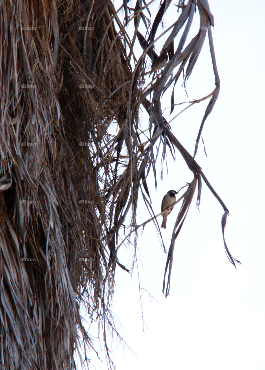 Birdie in the tree