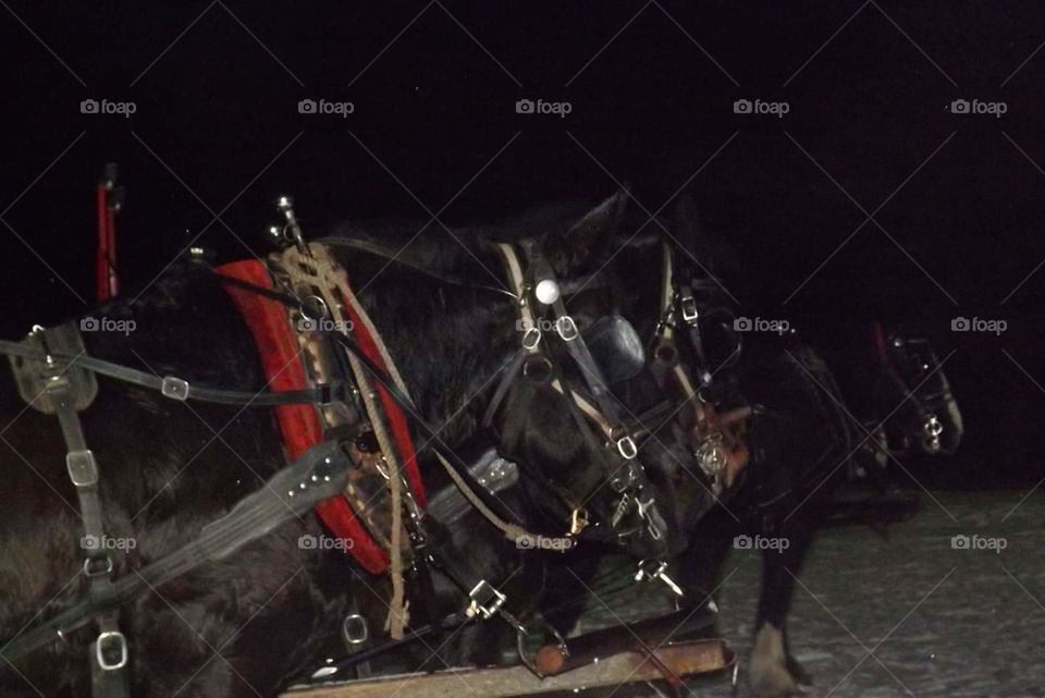 sleigh ride draft horses